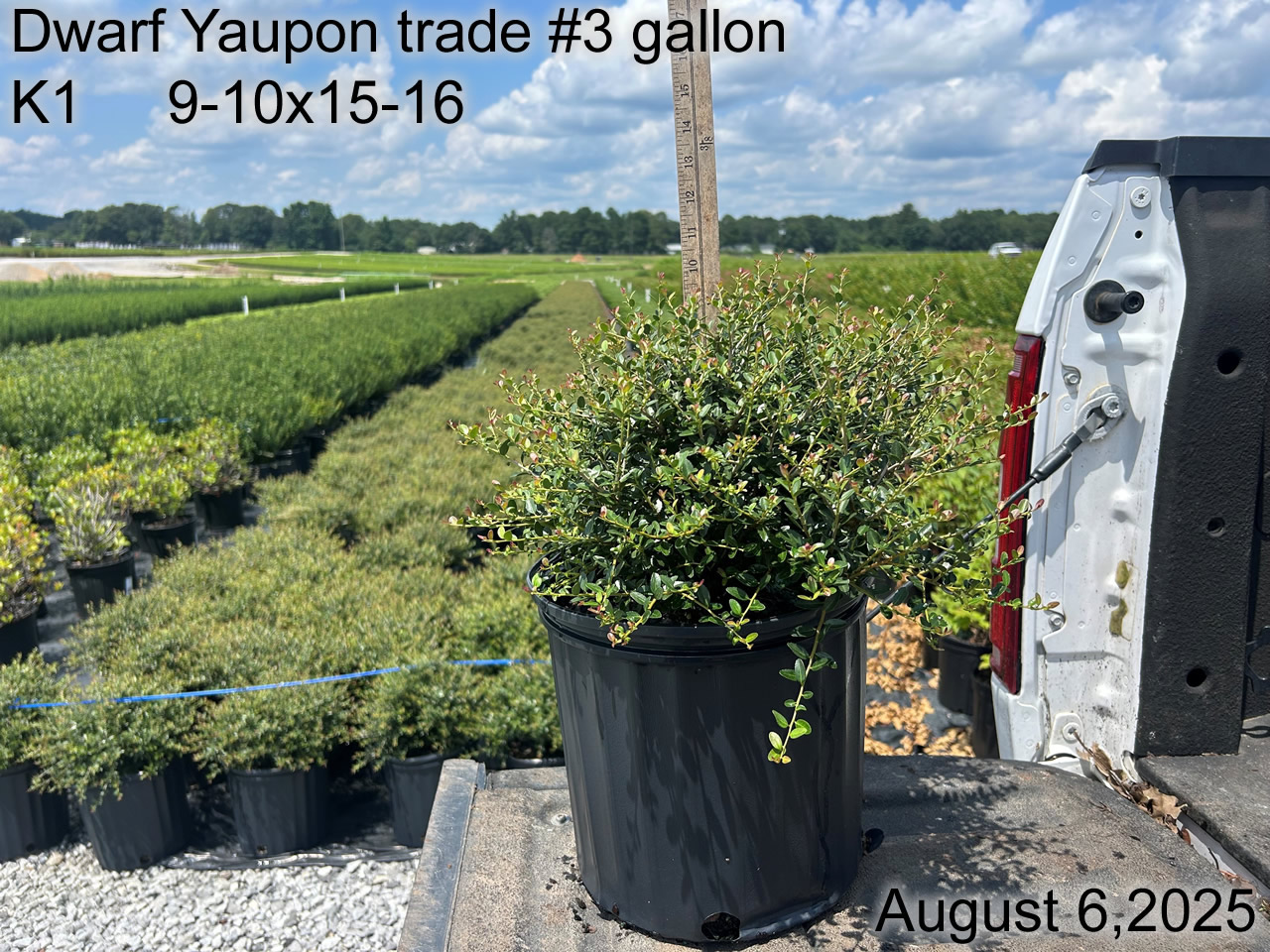 gallery/yaup3t k1 aug25.jpg